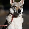 Picture of Freedog Craft Coral Collar – Stylish & Comfortable